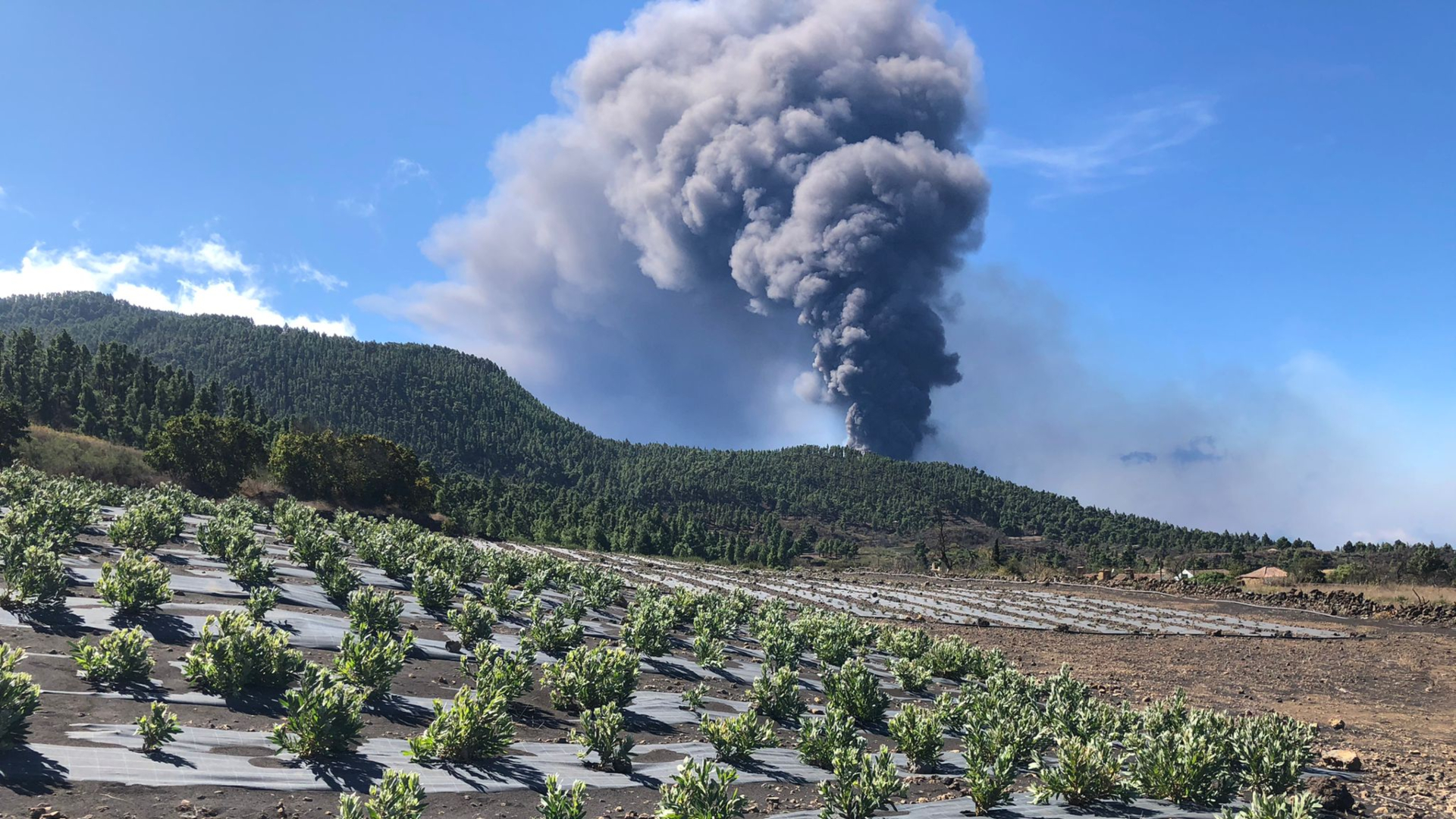 Agro Volcan